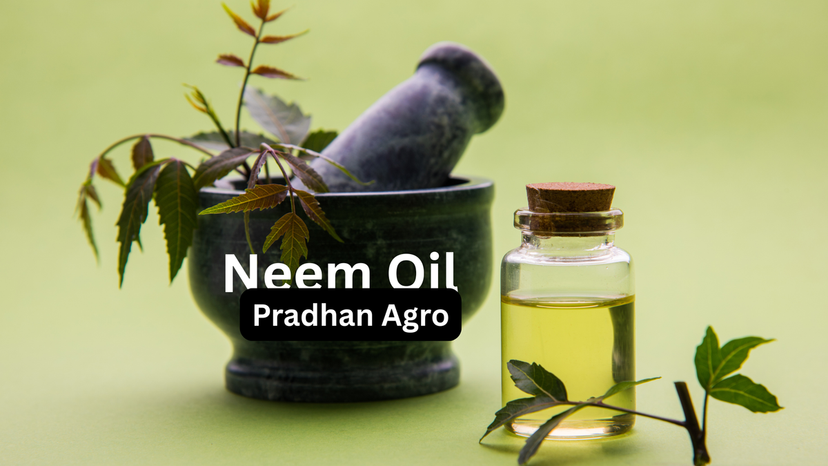 Neem Oil: The Organic Solution for Modern Farming! Pradhan Agro