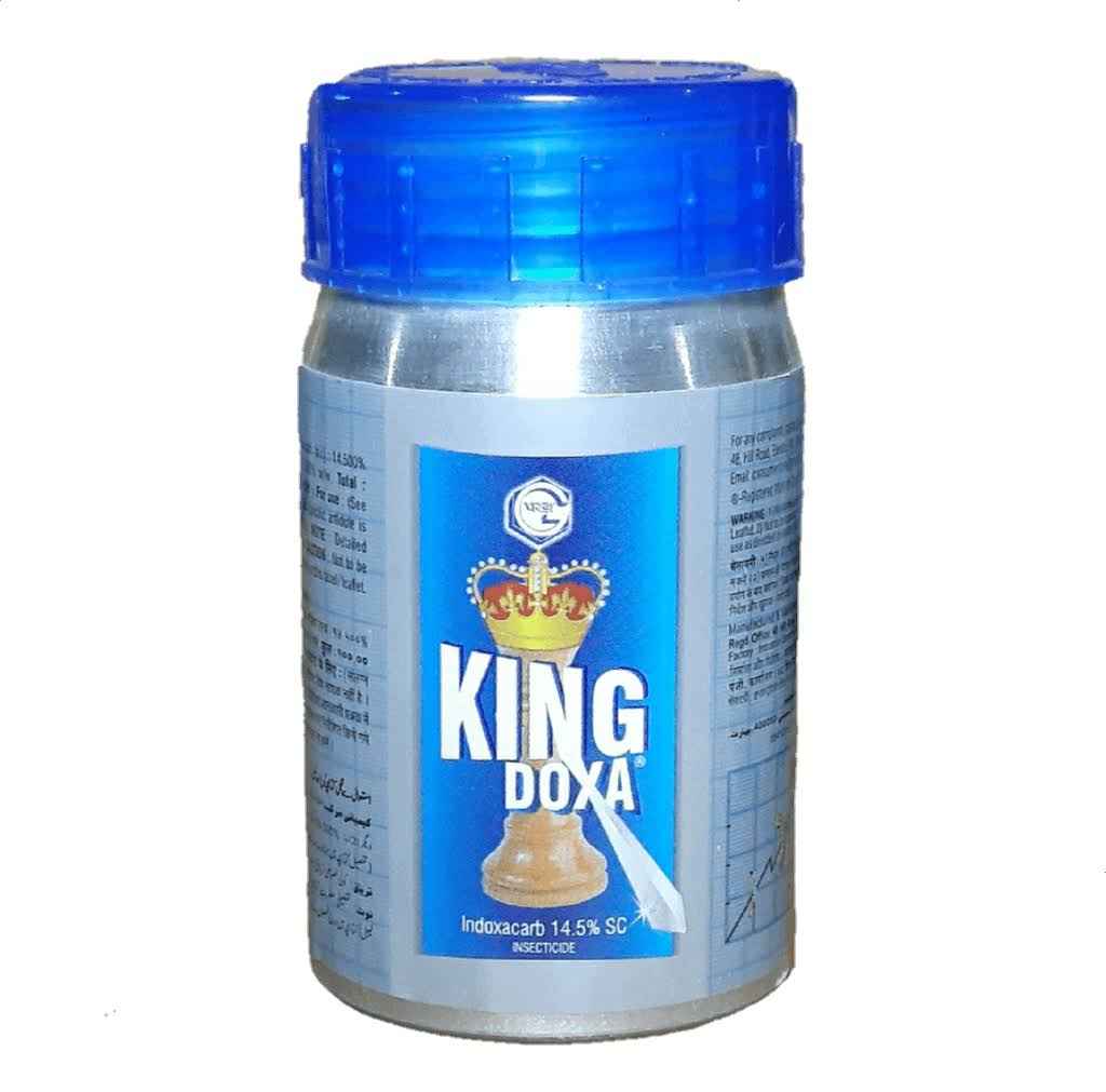 Kingdoxa